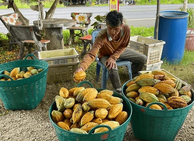 Traceable Supply Chains Reward Critical First-Mile Producers