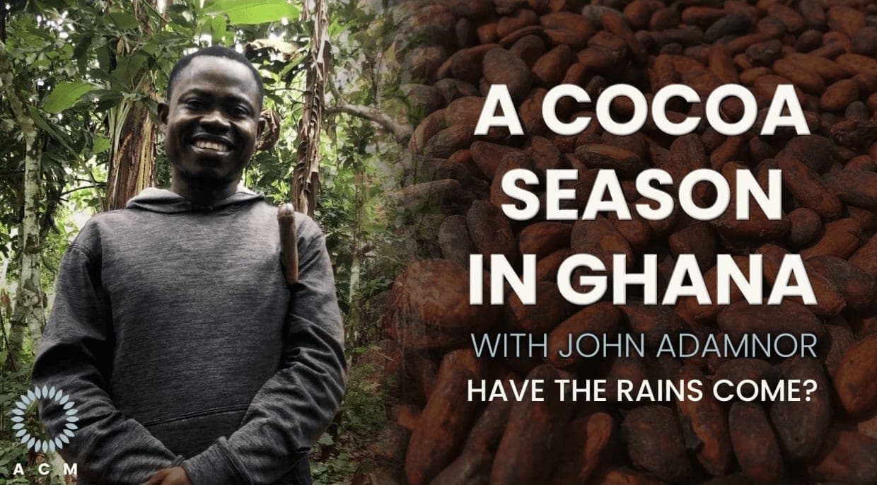 A Cocoa Season in Ghana: Have the rains come?