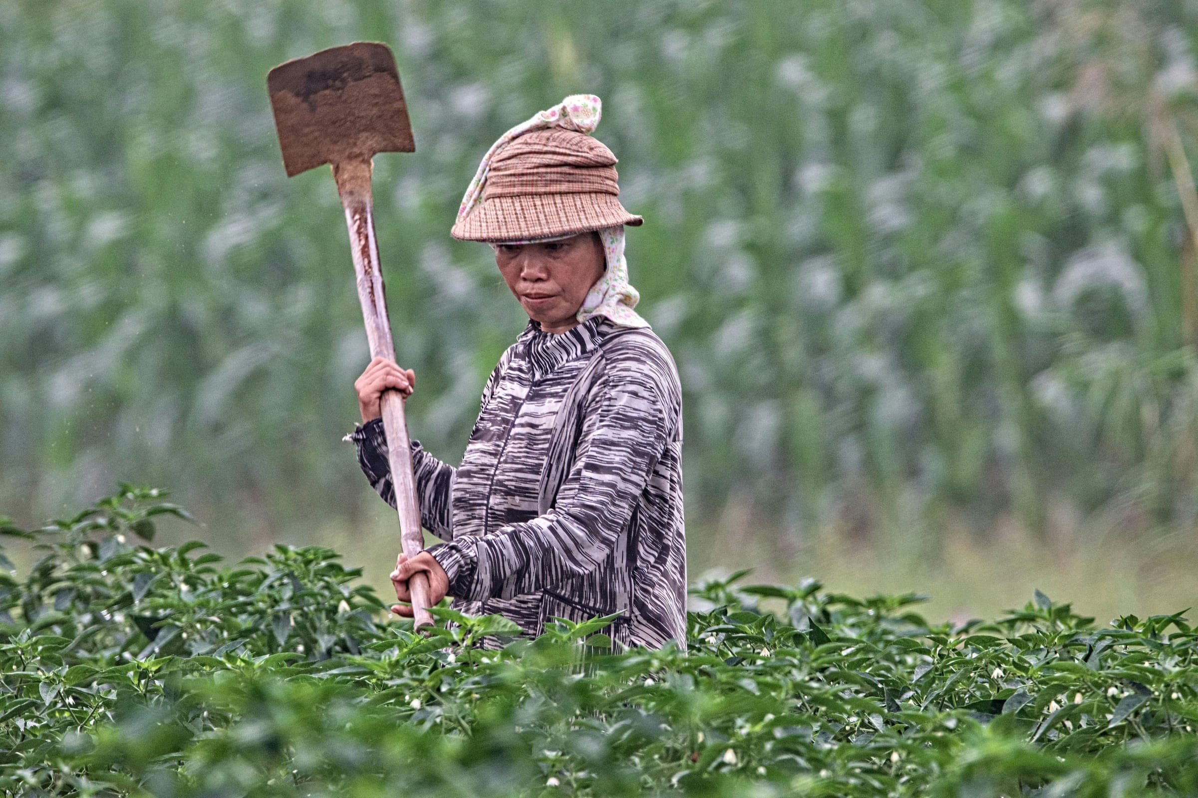First-mile value solutions: How sustainability data can boost income for smallholder farmers in Southeast Asia
