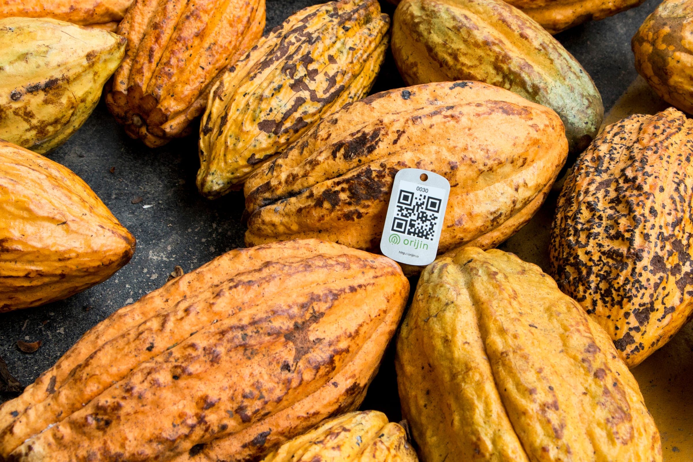 Cocoa pods with an Orijin QR traceability tag